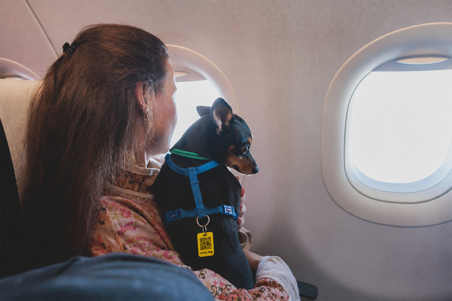 Dog with a Scan & Go tag flying in-cabin with its owner